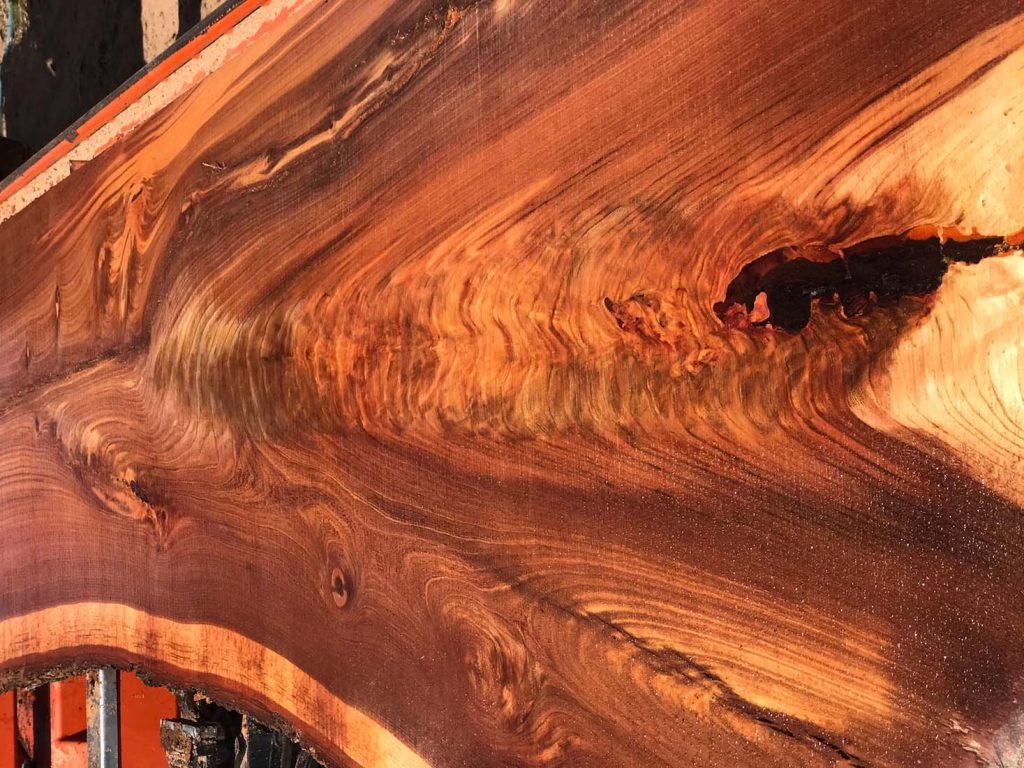 American Elm